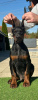 Photo №2 de l'annonce № 123618 de la vente dobermann - acheter à Serbie éleveur