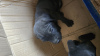 Photo №2 de l'annonce № 110552 de la vente cane corso - acheter à Ouzbekistan annonce privée