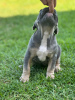 Photos supplémentaires: Chiots à vendre Chiots bouledogues français très mignons