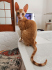 Photo №1. cornish rex - à vendre en ville de Minsk | 600€ | Annonce № 10703