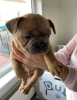 Photos supplémentaires: Chiots bouledogue français à vendre