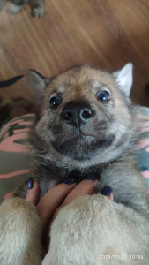 Photo №1. chien-loup tchécoslovaque - à vendre en ville de Tula | Négocié | Annonce №4056