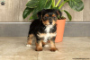 Photo №4. Je vais vendre yorkshire terrier en ville de Hannover.  - prix - 540€