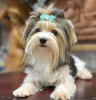 Photo №3. Biewer Yorkshire Terrier Fille. Pologne