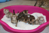 Photos supplémentaires: Chatons Bengal Cats en bonne santé disponibles à l'adoption maintenant