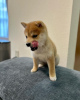 Photo №1. shiba - à vendre en ville de Manzini | négocié | Annonce №95676