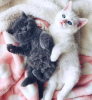 Photo №1. british shorthair - à vendre en ville de New york | 265€ | Annonce № 103815