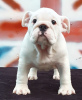 Photo №2 de l'annonce № 52195 de la vente bulldog anglais - acheter à Ukraine de la fourrière