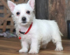 Photo №1. west highland white terrier - à vendre en ville de Helsinki | négocié | Annonce №88143