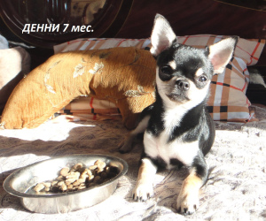 Photo №2 de l'annonce № 4934 de la vente chihuahua - acheter à Fédération de Russie de la fourrière