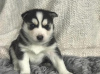 Photo №1. husky de sibérie - à vendre en ville de Неймеген | Gratuit | Annonce №123939