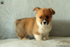 Photo №1. welsh corgi - à vendre en ville de Cholargos | 280€ | Annonce №63543