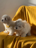 Photo №1. bichon maltais - à vendre en ville de Berlin | négocié | Annonce №115866