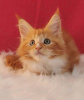 Photo №4. Je vais vendre maine coon en ville de Berlin. annonce privée - prix - 300€