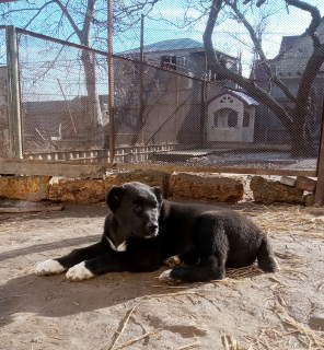Photo №4. Je vais vendre chien bâtard en ville de Odessa. annonce privée - prix - 457€