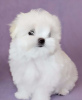 Photo №4. Je vais vendre bichon maltais en ville de Berlin.  - prix - négocié