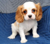 Photo №2 de l'annonce № 98639 de la vente cavalier king charles spaniel - acheter à Grèce 