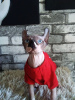 Photo №4. Je vais vendre sphynx en ville de Kharkov. éleveur - prix - 502€