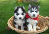 Photo №1. husky de sibérie - à vendre en ville de Väike-Maarja | négocié | Annonce №65572