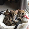 Photos supplémentaires: chatons ocelot , serval et caracal disponibles