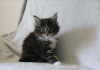 Photo №1. maine coon - à vendre en ville de Melun | Gratuit | Annonce № 111060