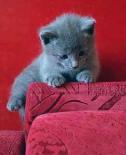 Photo №3. Je vais vendre des chatons du chat bleu russe. Fédération de Russie