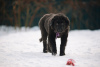 Photo №1. buryat wolfhound mongol - à vendre en ville de Наро-Фоминск | 739€ | Annonce №37073