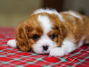 Photo №1. cavalier king charles spaniel - à vendre en ville de Стамбул | 1000€ | Annonce №95862