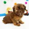 Photo №1. shih tzu - à vendre en ville de Richmond | 331€ | Annonce №42828