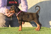 Photo №3. Chiots Doberman de 2 mois. Serbie