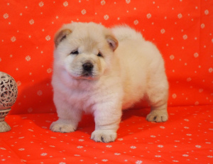 Photos supplémentaires: Chiots chow chow