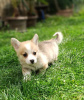 Photos supplémentaires: Chiots Welsh Corgie à vendre