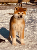 Photo №3. Chiots Akita Inu japonais. Serbie