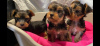 Photo №1. yorkshire terrier - à vendre en ville de Cologne | 350€ | Annonce №42251