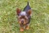 Photo №3. Chiots Silky Terrier à vendre. Allemagne