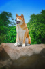 Photos supplémentaires: Garçon Akita Inu (Hachiko)