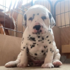 Photo №1. dalmatien - à vendre en ville de Stockholm | négocié | Annonce №96301