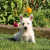 Photo №4. Je vais vendre west highland white terrier en ville de Berlin.  - prix - négocié