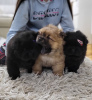 Photos supplémentaires: Chiots mâles Chow Chow à vendre !