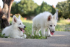 Photos supplémentaires: Chiots Berger Blanc Suisse à vendre