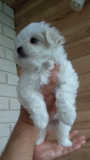 Photo №1. bichon maltais - à vendre en ville de Kiev | 812€ | Annonce №2373