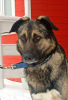 Photo №2 de l'annonce № 93110 de la vente chien bâtard - acheter à Fédération de Russie annonce privée