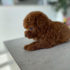 Photo №1. caniche (jouet) - à vendre en ville de Münster | 380€ | Annonce №126162