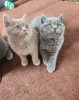 Photo №1. british shorthair - à vendre en ville de Афины | négocié | Annonce № 105770