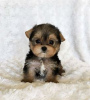 Photo №1. yorkshire terrier - à vendre en ville de Berlin | négocié | Annonce №97600