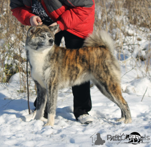 Photo №1. akita (chien) - à vendre en ville de Smolensk | 200€ | Annonce №7313