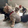 Photo №4. Je vais vendre bouledogue en ville de Berlin. annonce privée - prix - négocié