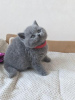 Photo №4. Je vais vendre british shorthair en ville de Wiesbaden. annonce privée, de la fourrière, de l'abri, éleveur - prix - 350€