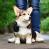 Photo №3. Welsh Corgi Pembroke. Fédération de Russie