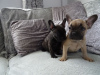 Photo №1. bouledogue - à vendre en ville de Aschaffenburg | 400€ | Annonce №99950